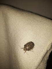 Discocephalinae