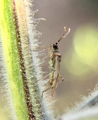 Engytatus modestus