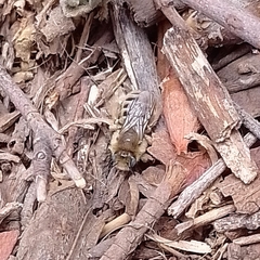 Diadasia chilensis