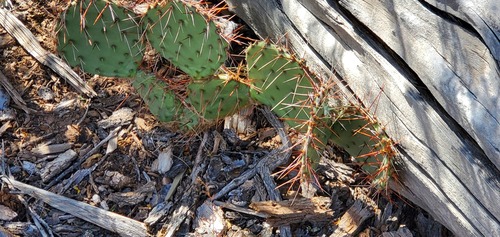 Brown-spined Pricklypear