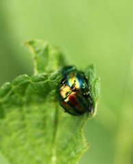 Chrysolina fastuosa