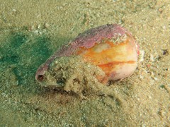 Conus lischkeanus