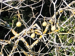 Aesculus californica