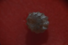 Cyrillia linearis