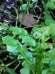 Nasturtium officinale