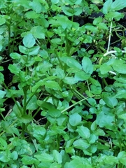 Nasturtium officinale