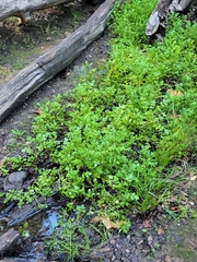 Nasturtium officinale