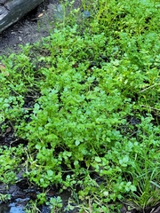Nasturtium officinale