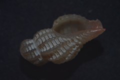 Cyrillia linearis