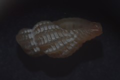 Cyrillia linearis
