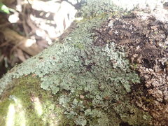 Hypotrachyna imbricatula