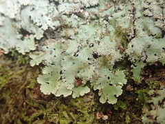 Hypotrachyna imbricatula