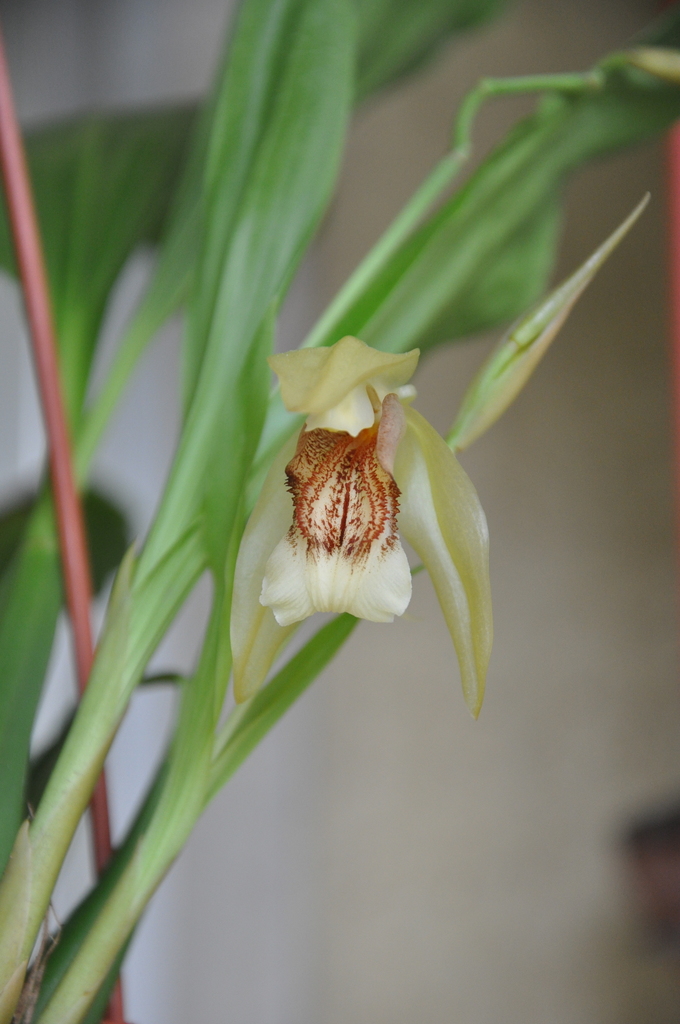 Coelogyne celebensis