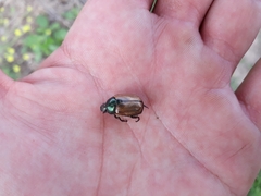 Anomala testaceipennis