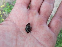 Anomala testaceipennis