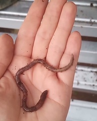 Lumbricus rubellus