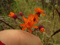 Pseudogynoxys chenopodioides