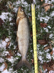 Coregonus clupeaformis