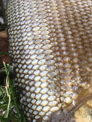 Coregonus clupeaformis
