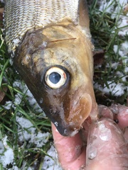 Coregonus clupeaformis