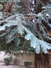 Sequoia sempervirens