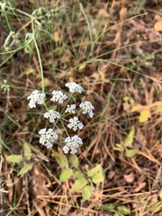 Apiaceae
