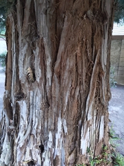 Sequoia sempervirens
