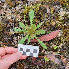 Goodenia caroliniana