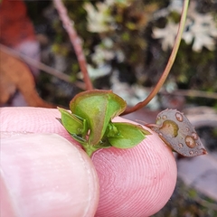 Goodenia caroliniana