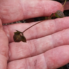 Goodenia caroliniana