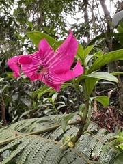 Symbolanthus anomalus