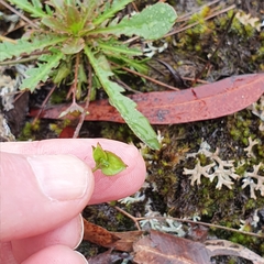 Goodenia caroliniana