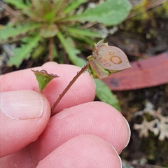 Goodenia caroliniana