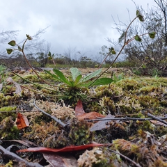 Goodenia caroliniana