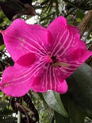 Symbolanthus anomalus