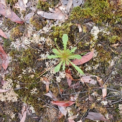 Goodenia caroliniana