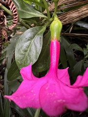 Symbolanthus anomalus