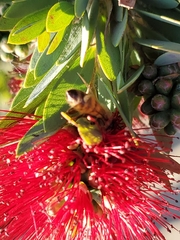 Apis mellifera
