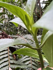 Symbolanthus anomalus