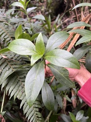 Symbolanthus anomalus