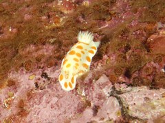 Goniobranchus tasmaniensis