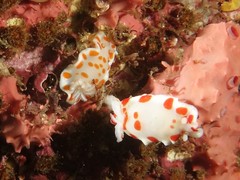 Goniobranchus tasmaniensis