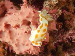 Goniobranchus tasmaniensis