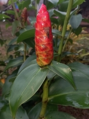 Costus woodsonii