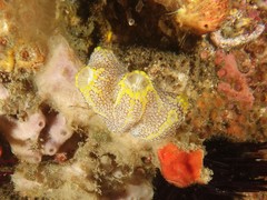 Botrylloides magnicoecus