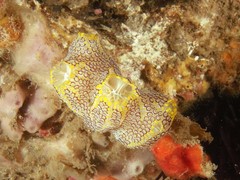 Botrylloides magnicoecus