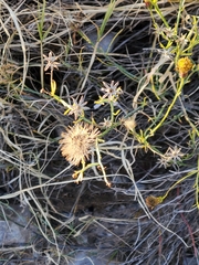 Porophyllum scoparium