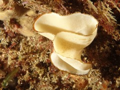 Nudipleura