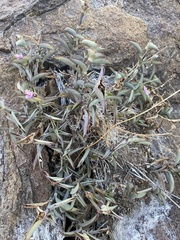 Tradescantia brevifolia