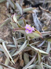 Tradescantia brevifolia